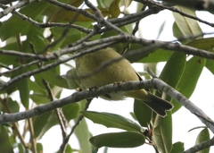 Leiothlypis celata