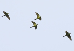 Psittacara holochlorus