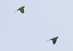 Psittacara holochlorus