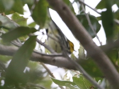 Setophaga virens