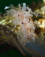 Dendronotus lacteus