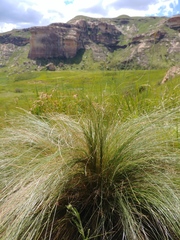 Festuca caprina