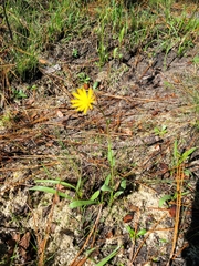 Pityopsis oligantha