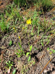Pityopsis oligantha