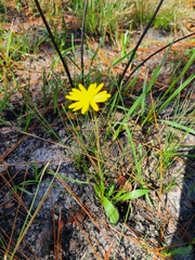 Pityopsis oligantha
