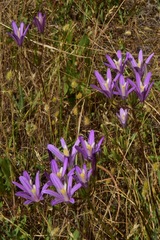 Brodiaea sierrae