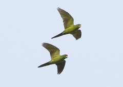 Psittacara holochlorus