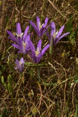 Brodiaea sierrae