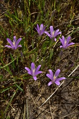 Brodiaea sierrae