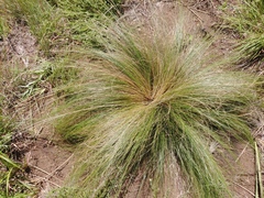 Festuca caprina