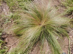 Festuca caprina