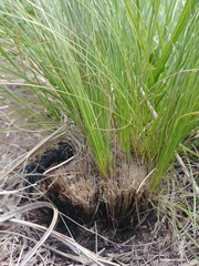 Festuca caprina