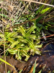 Pinguicula primuliflora