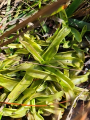 Pinguicula primuliflora