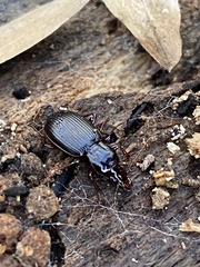 Gastrellarius honestus