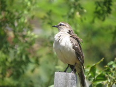 Mimus saturninus