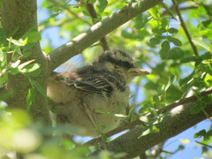 Mimus saturninus