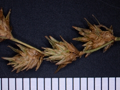Carex echinodes