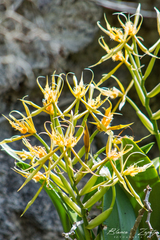 Epidendrum ciliare