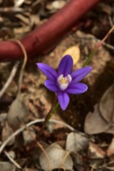 Brodiaea stellaris