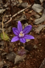 Brodiaea stellaris