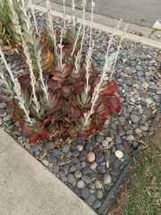 Kalanchoe luciae