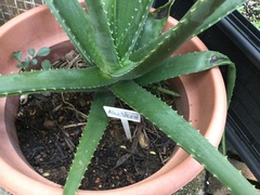 Aloe vera vera
