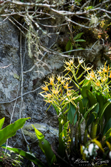 Epidendrum ciliare