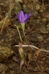 Brodiaea stellaris