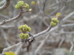 Schizenterospermum