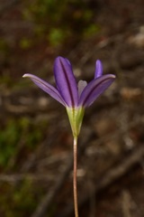 Brodiaea stellaris