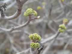 Schizenterospermum