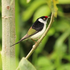 Ilicura militaris