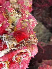 Abantennarius coccineus