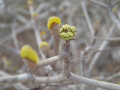 Schizenterospermum