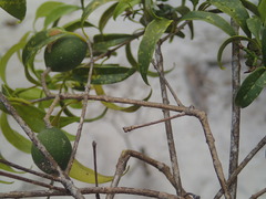 Schizenterospermum
