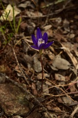 Brodiaea stellaris