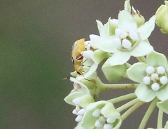 Diabrotica litterata