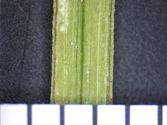 Carex echinodes