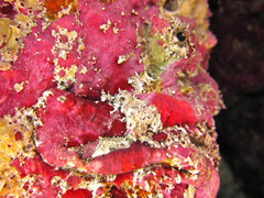 Abantennarius coccineus