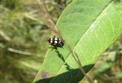 Eriopis connexa