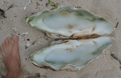 Tridacna derasa