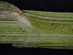 Carex echinodes