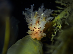 Dendronotus lacteus