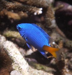 Chrysiptera parasema