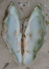 Tridacna derasa