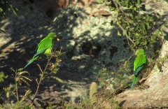 Eupsittula cactorum
