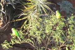 Eupsittula cactorum