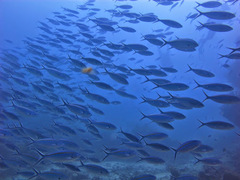 Pterocaesio digramma