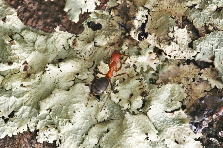 Formica integra